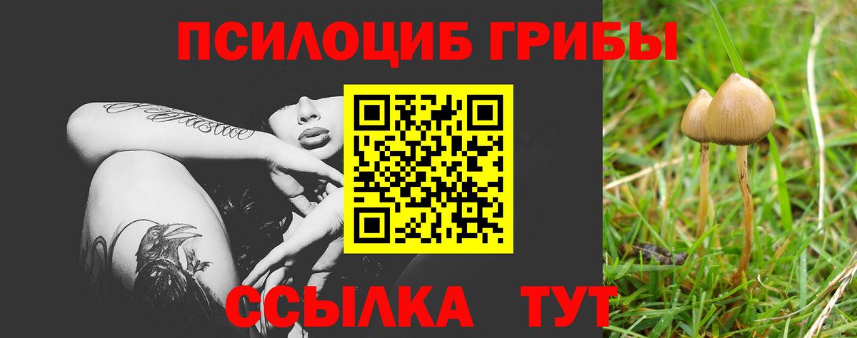 где можно купить наркотик  Вход с VPN  Пенза  Галлюциногенные грибы Psilocybine cubensis 